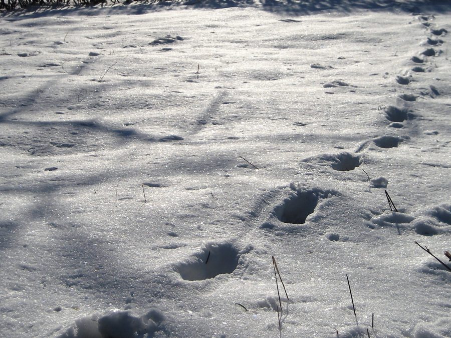 Auf einer verschneiten Wiese - Fußstapfen im Schnee aneinandergereiht